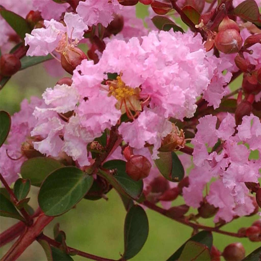 Lagerstroemia Berlingot Menthe - Mirto crespo