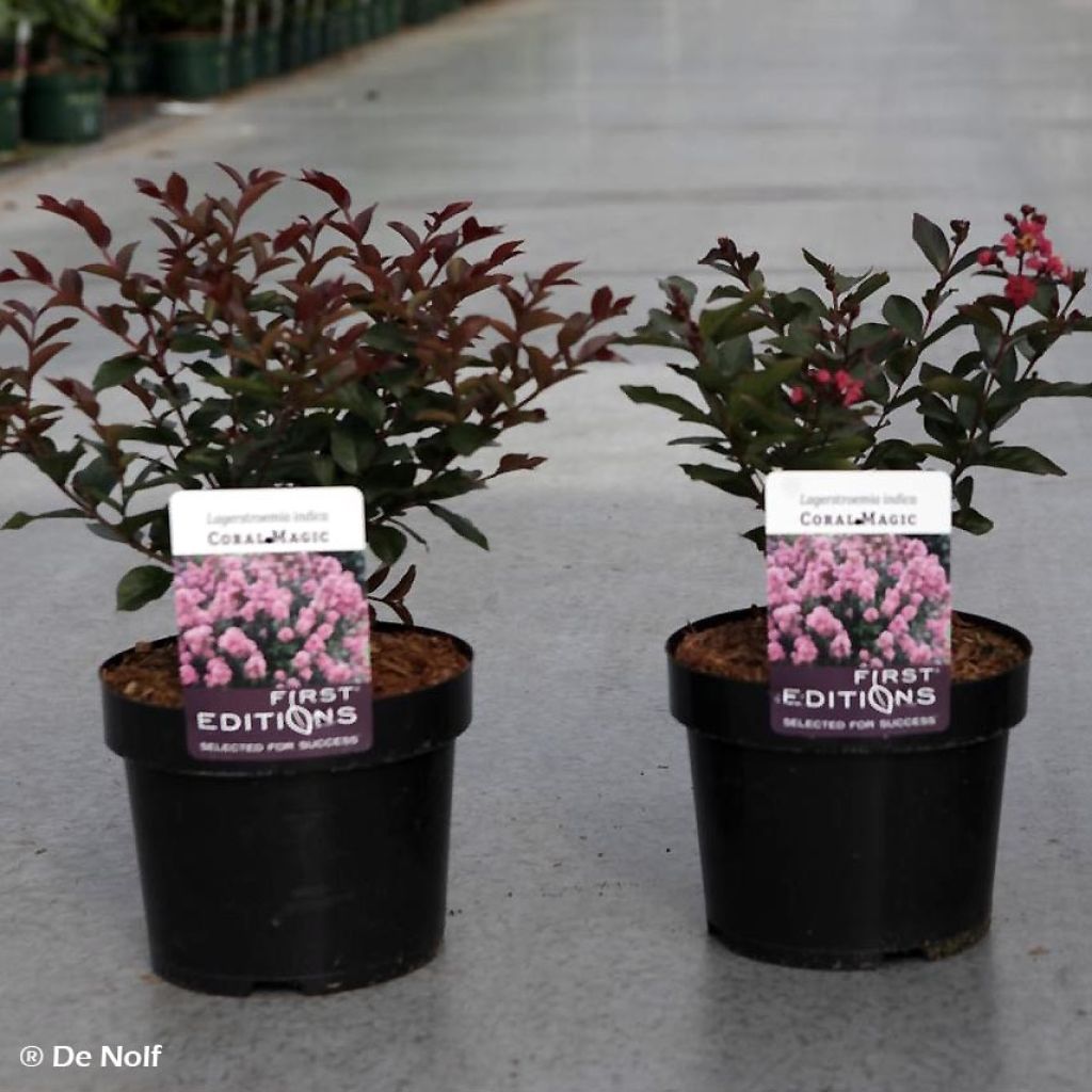 Lagerstroemia Coral Magic - Mirto crespo