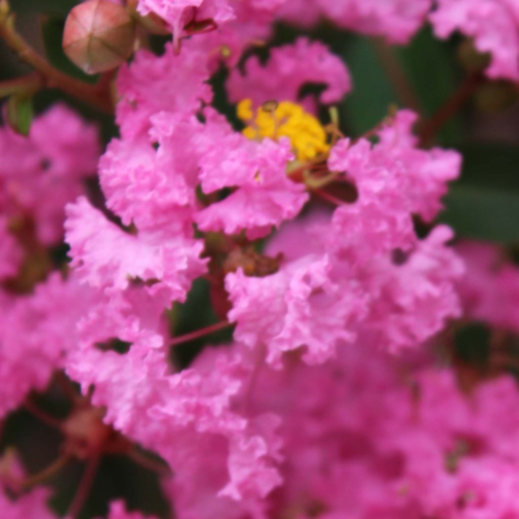 Lagerstroemia Jacqueline Desmartis - Mirto crespo