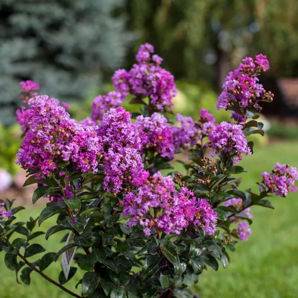 Lagerstroemia indica Purple Magic - Mirto crespo