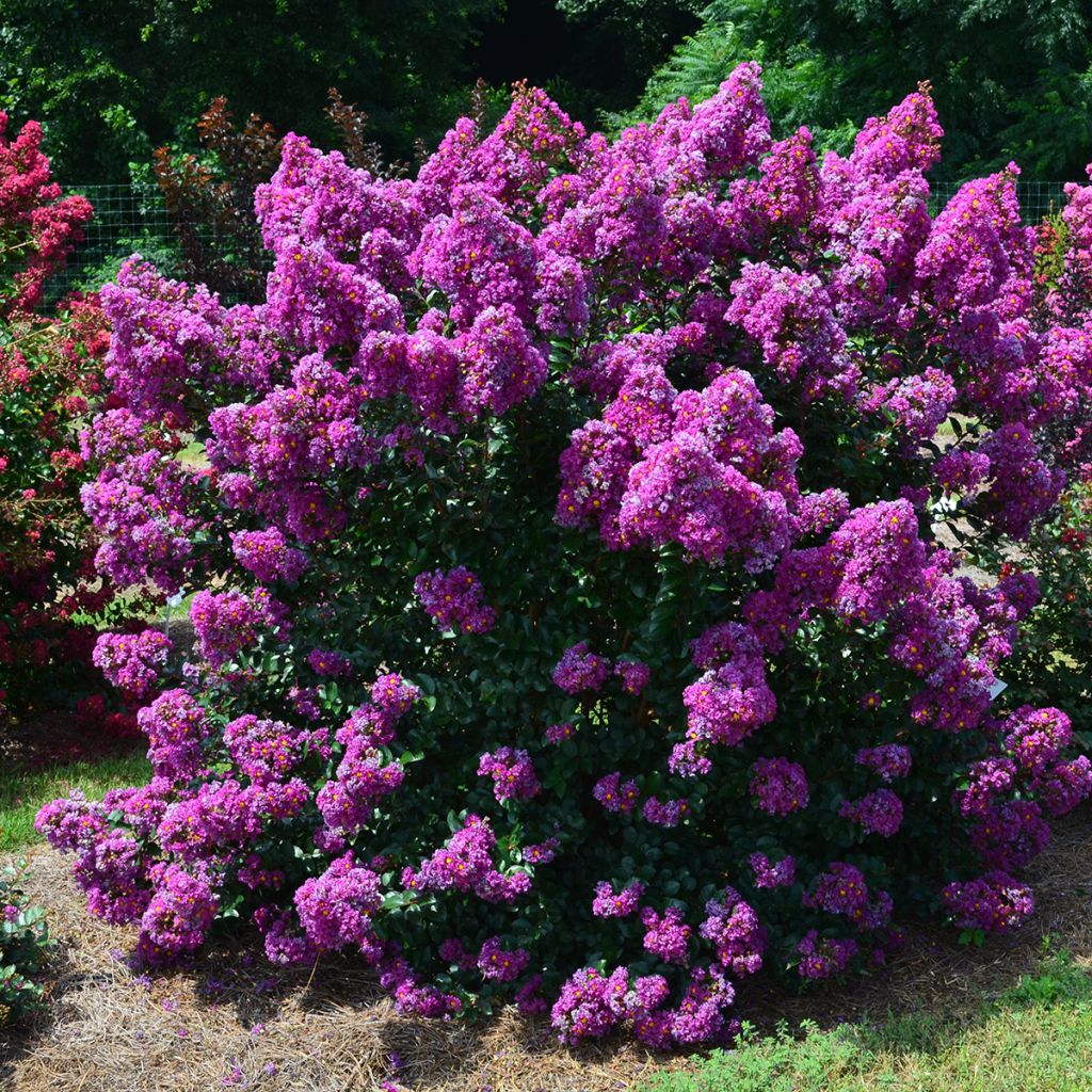 Lagerstroemia indica Purple Magic - Mirto crespo
