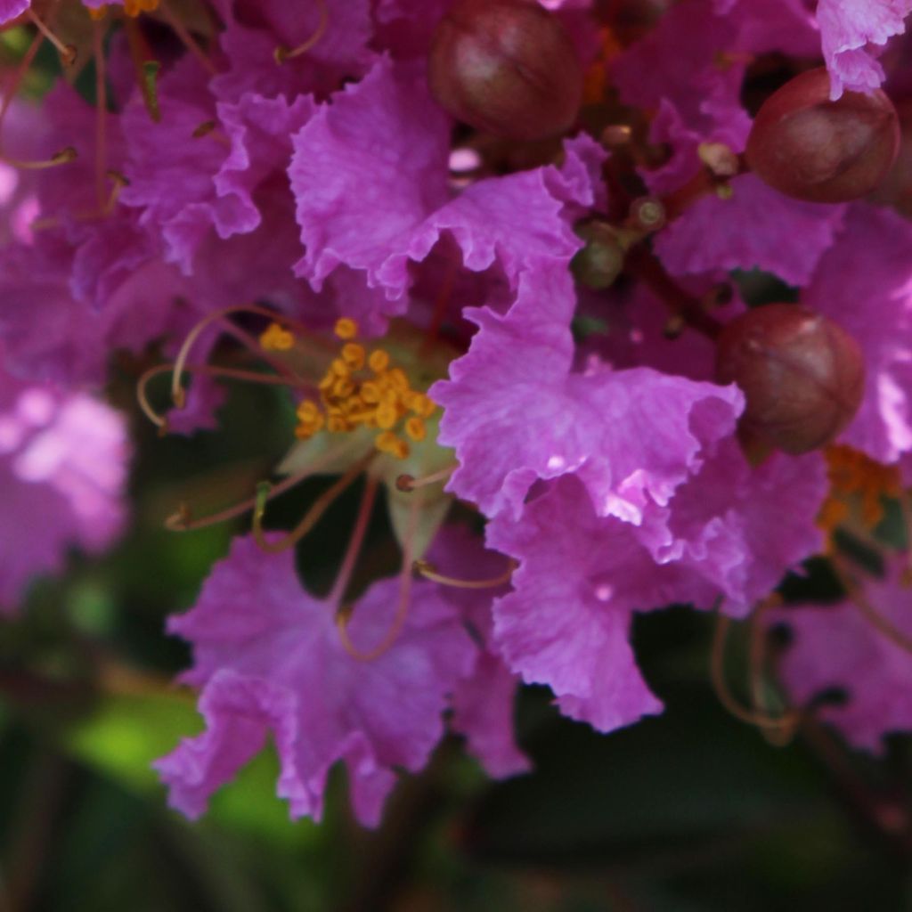 Lagerstroemia Souvenir d'Hubert Puard - Mirto crespo