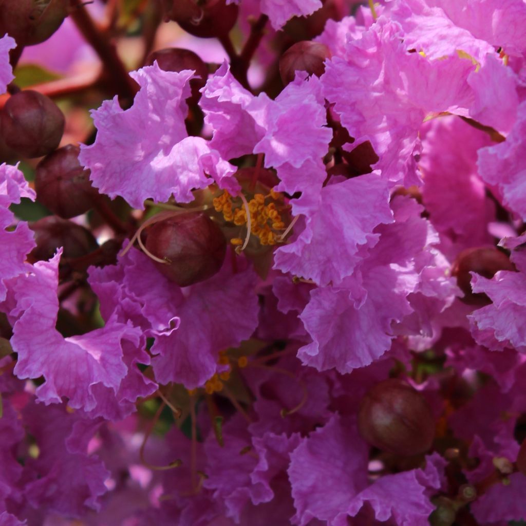 Lagerstroemia Souvenir d'Hubert Puard - Mirto crespo