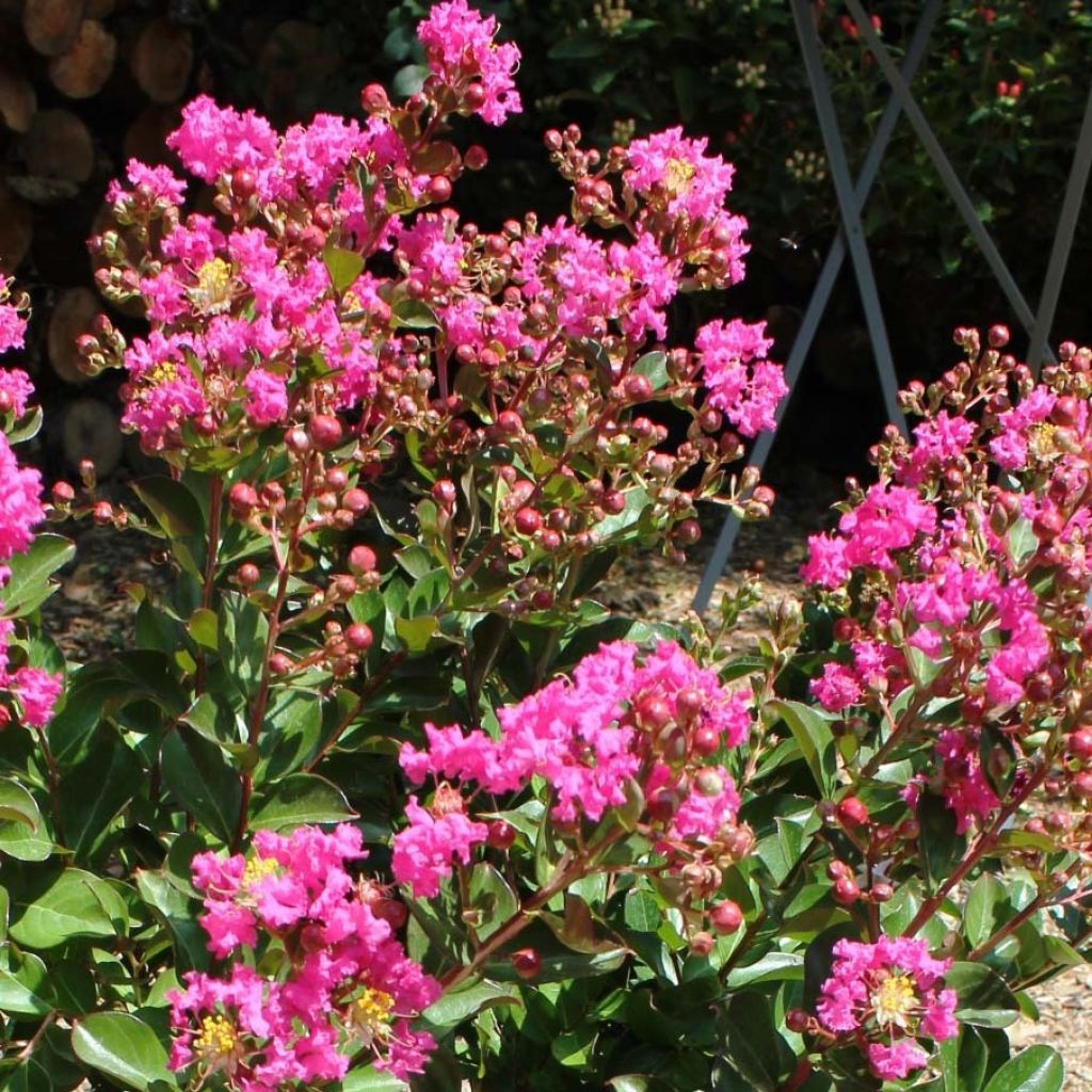 Lagerstroemia Terrasse Rose - Mirto crespo