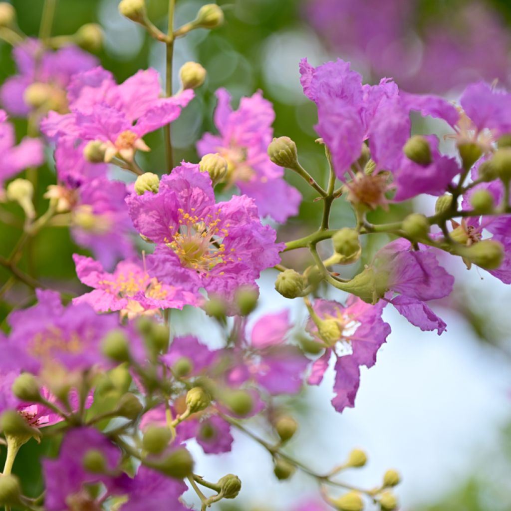 Lagerstroemia Violacea - Mirto crespo
