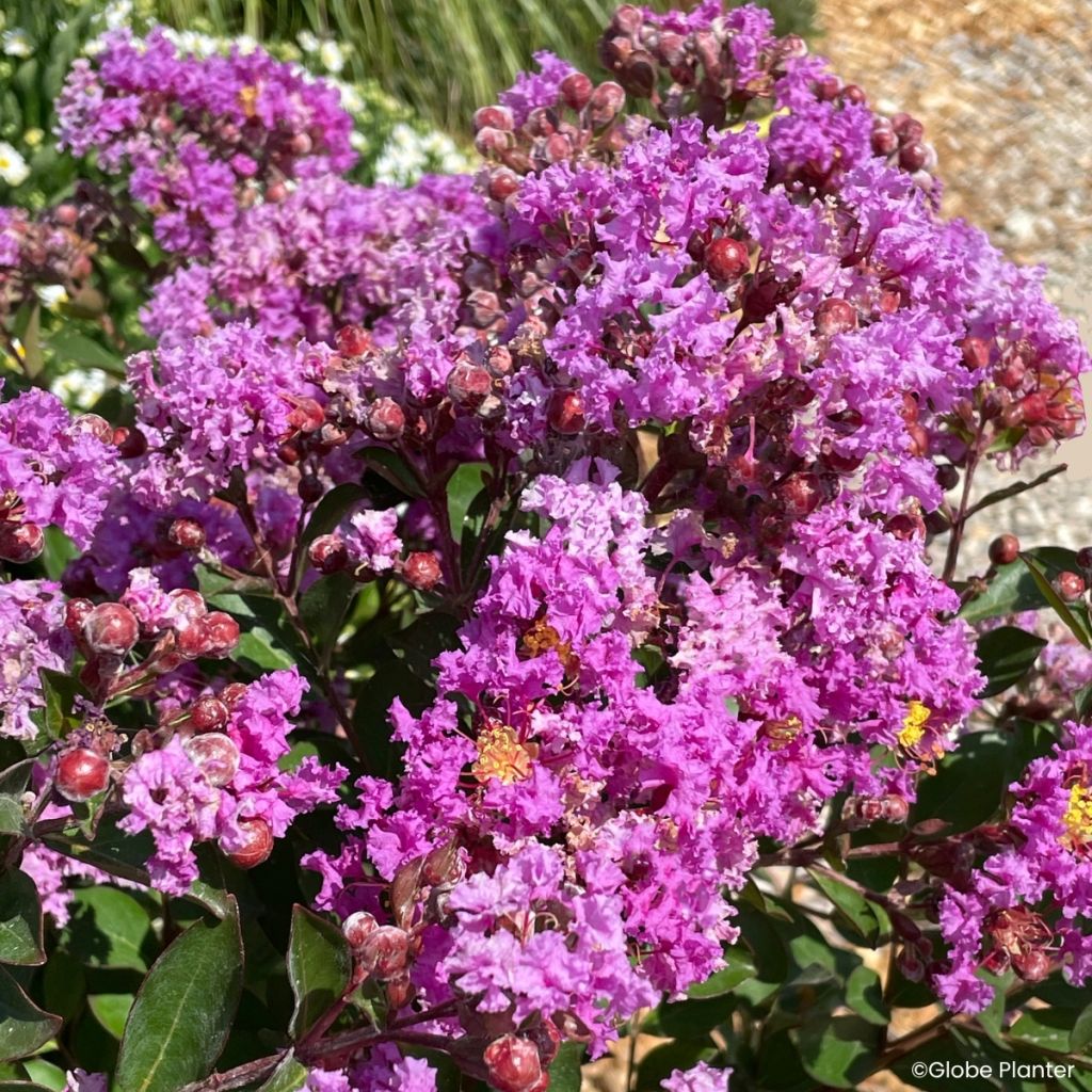 Lagerstroemia Gourmet Violetta - Mirto crespo