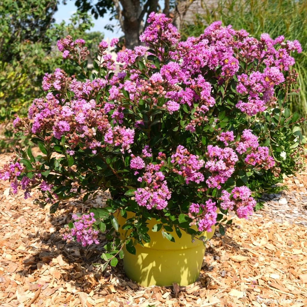 Lagerstroemia Gourmet Violetta - Mirto crespo