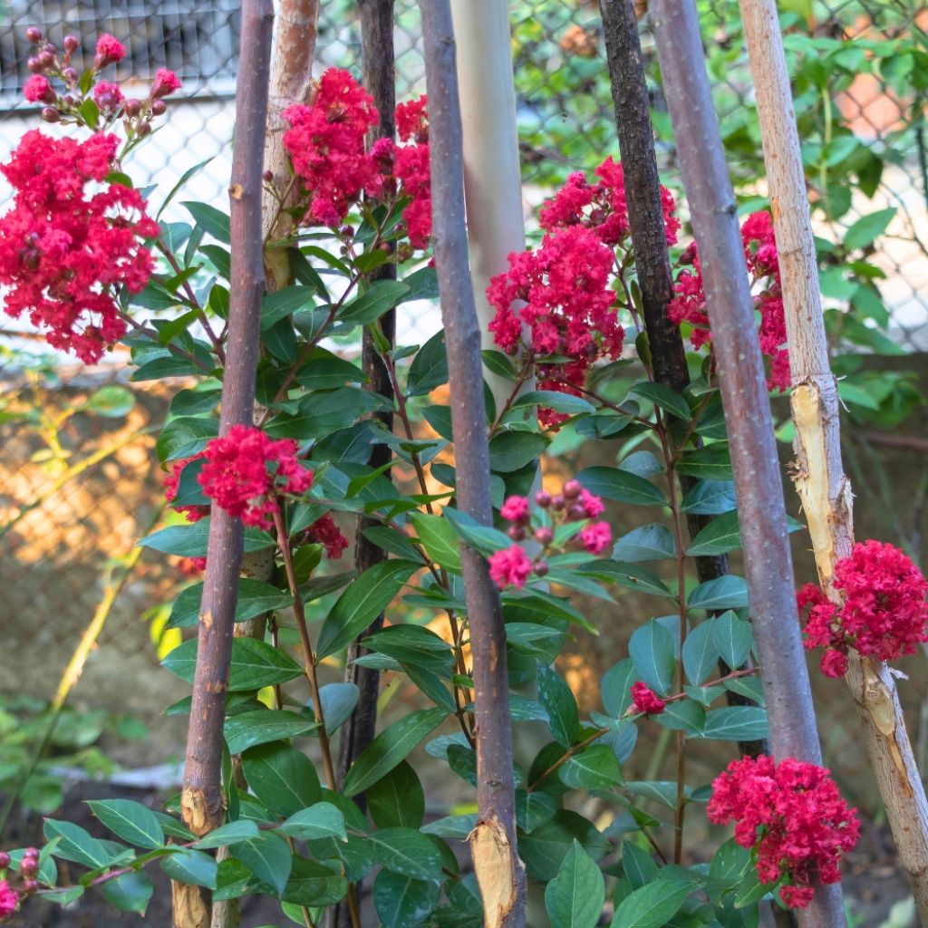 Lagerstroemia Terrasse Rouge - Mirto crespo