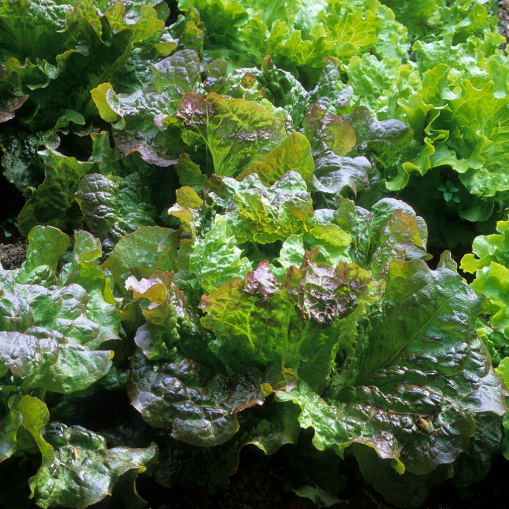 Lattuga batavia Rossa di Grenoble