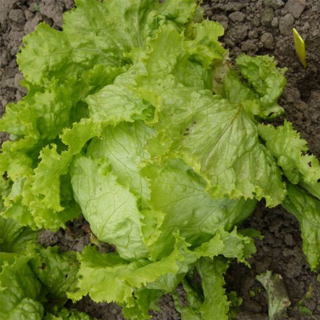 Lattuga batavia di Pierre Bénite