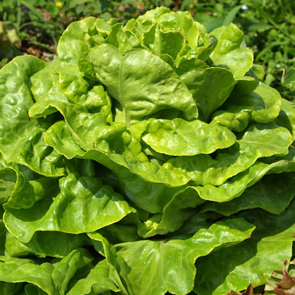 Lattuga a cappuccio Gotte Jaune