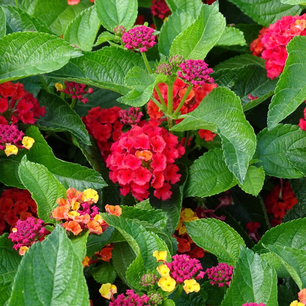 Lantana Bloomify Red