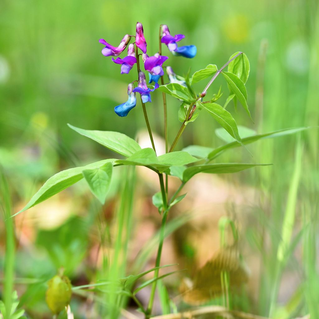 Lathyrus vernus - Cicerchia primaticcia