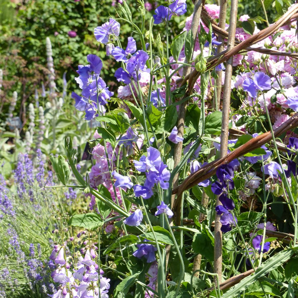 Pisello odoroso Capri