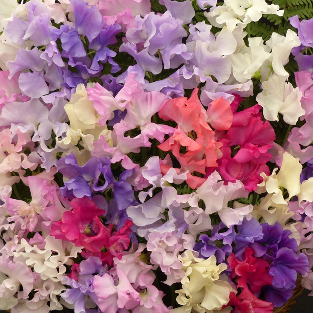 Pisello odoroso Fragrantissima