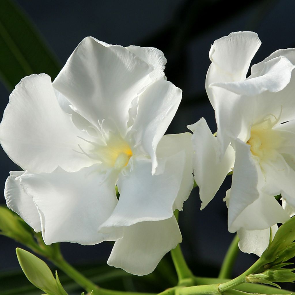 Nerium oleander Mont Blanc – Oleandro