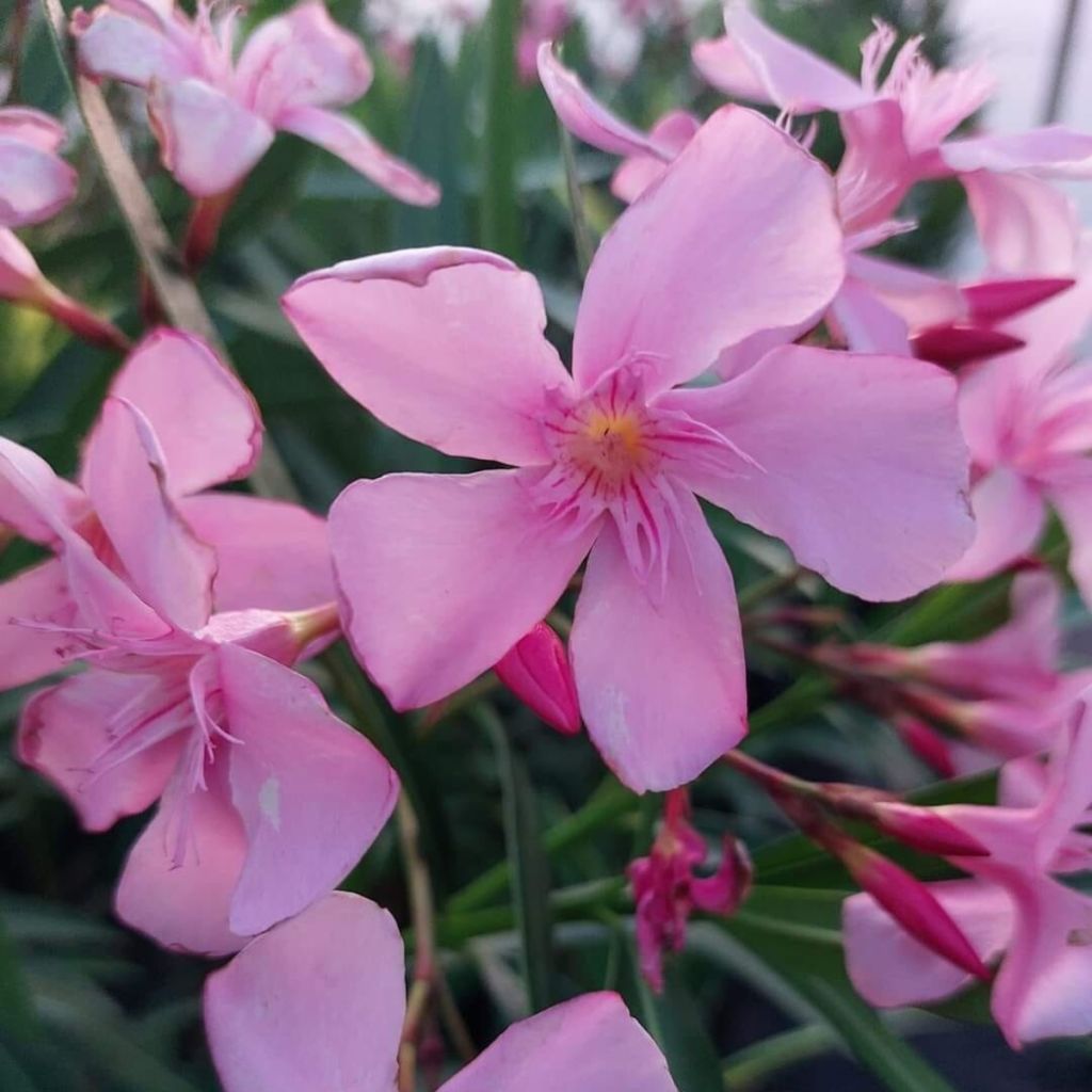 Nerium oleander Magaly – Oleandro