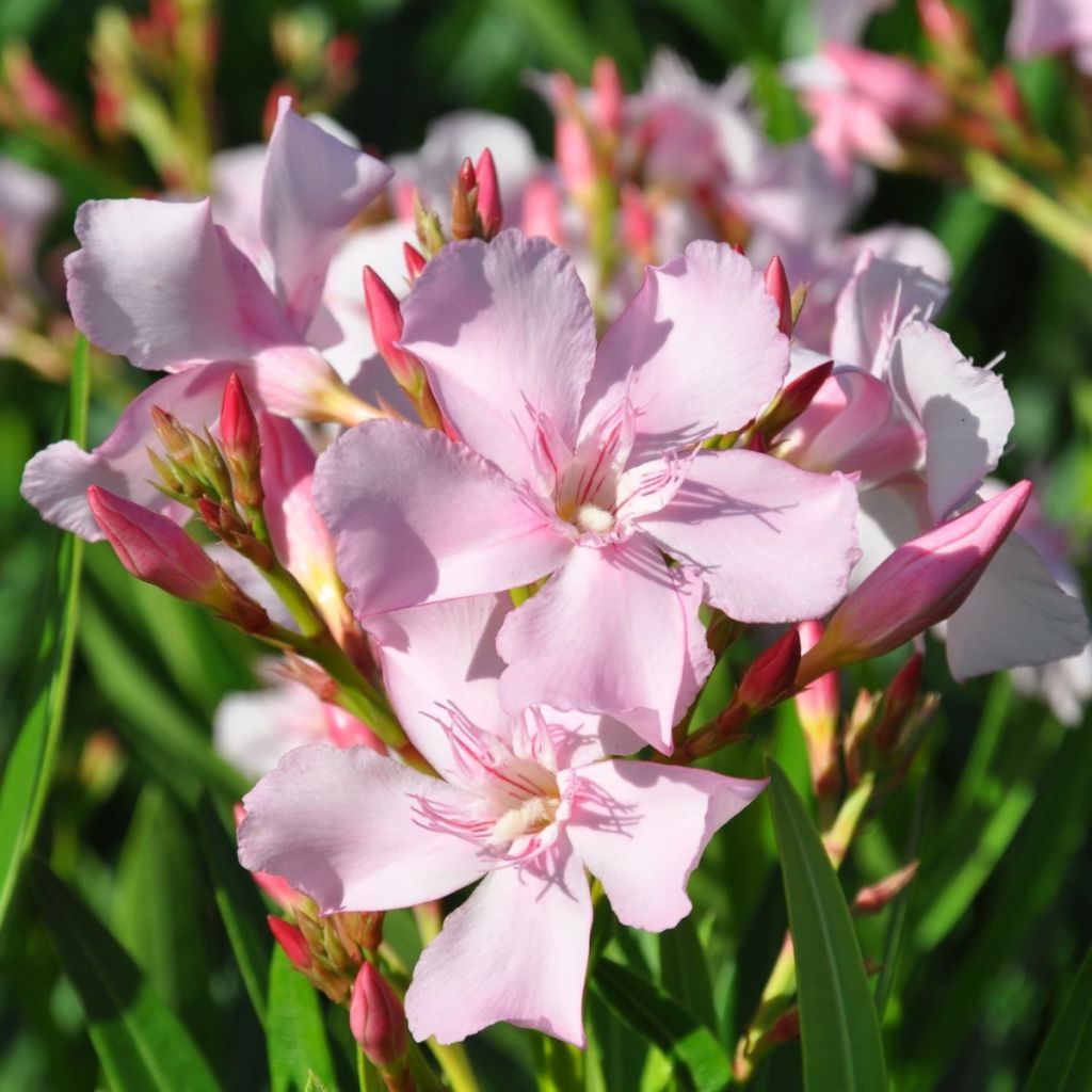 Nerium oleander Sealy Pink – Oleandro