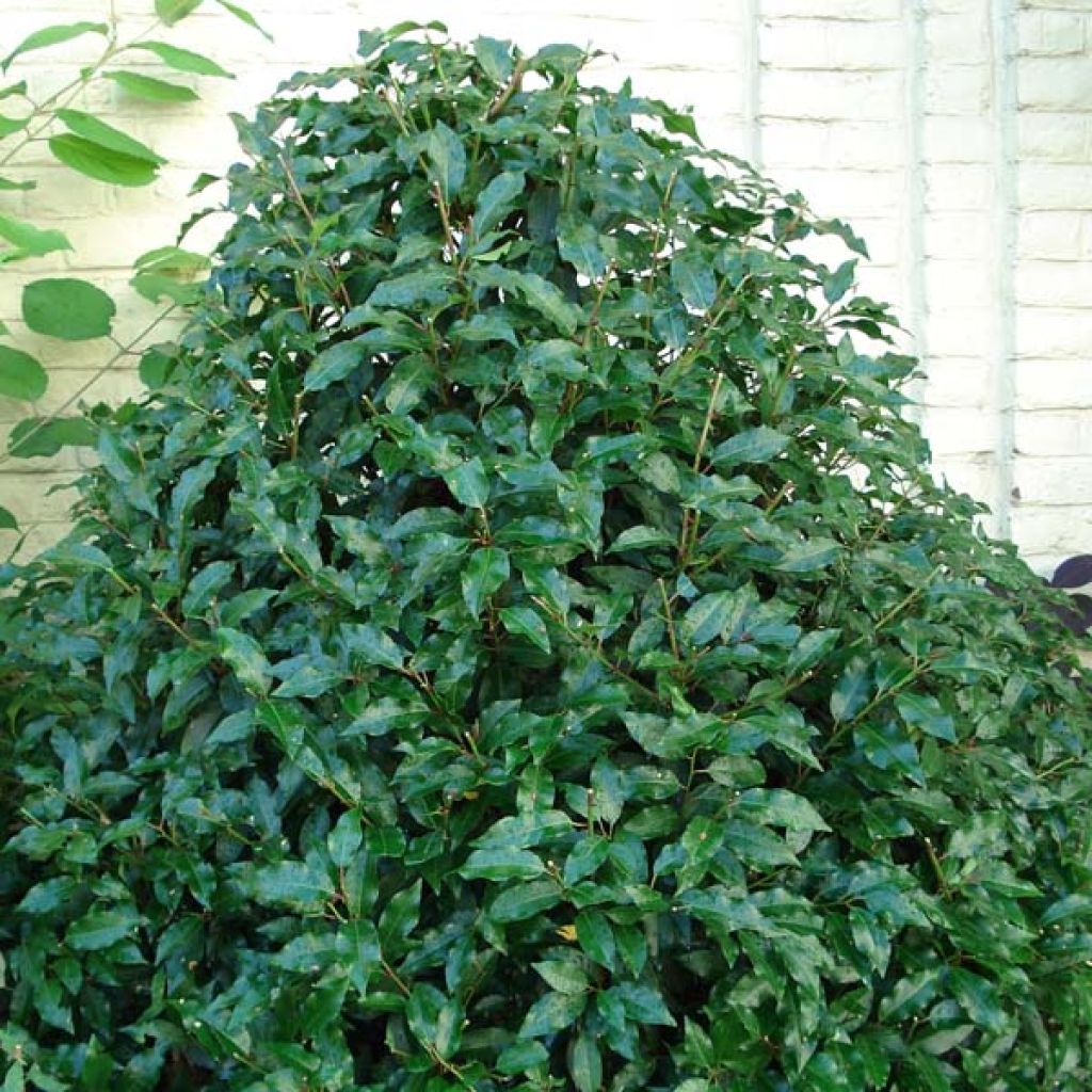 Prunus lusitanica Angustifolia - Lauro del Portogallo