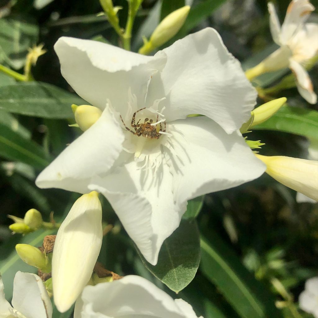 Nerium oleander White - Oleandro