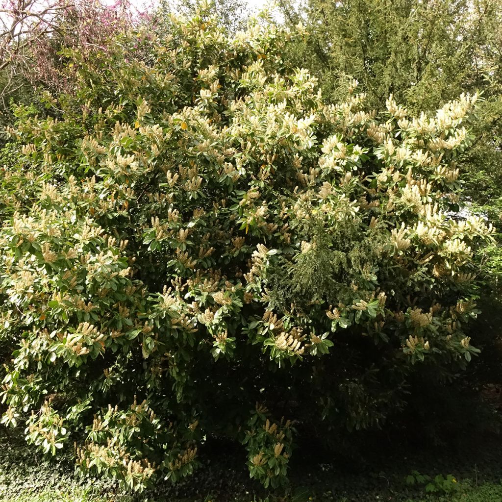 Lauroceraso Caucasica