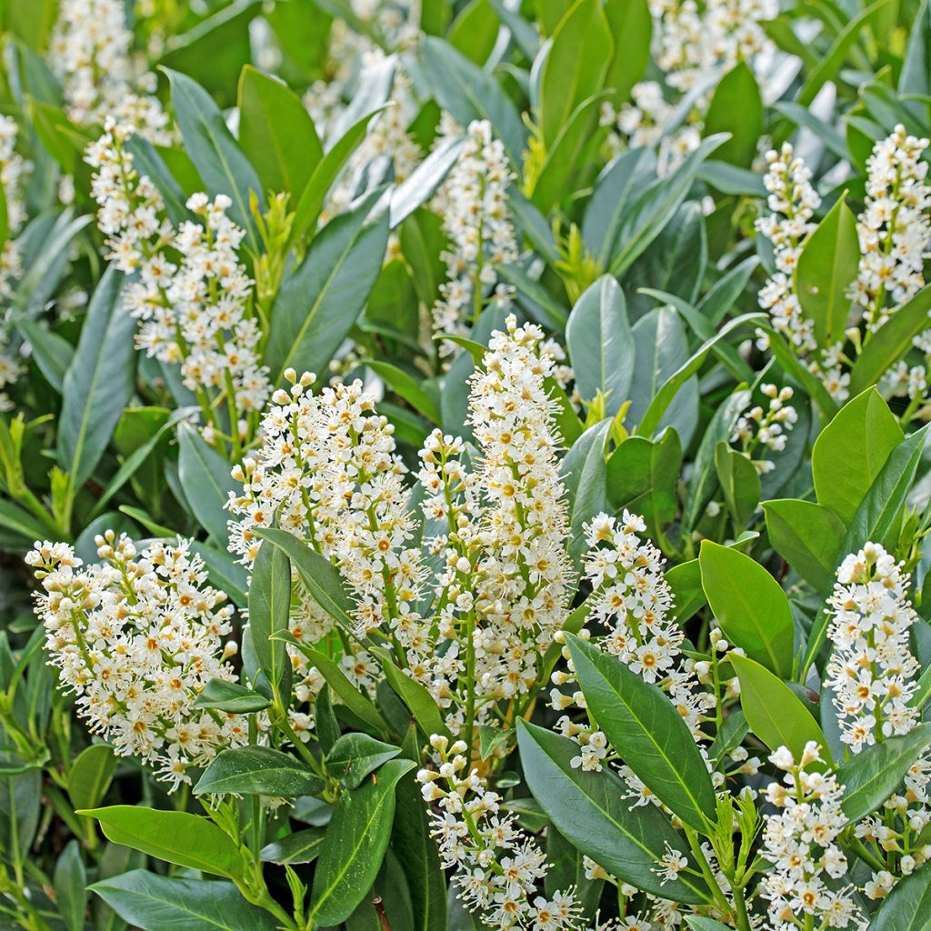 Lauroceraso Herbergii