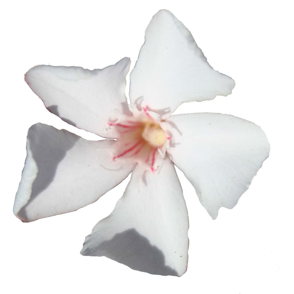 Nerium oleander Alsace - Oleandro