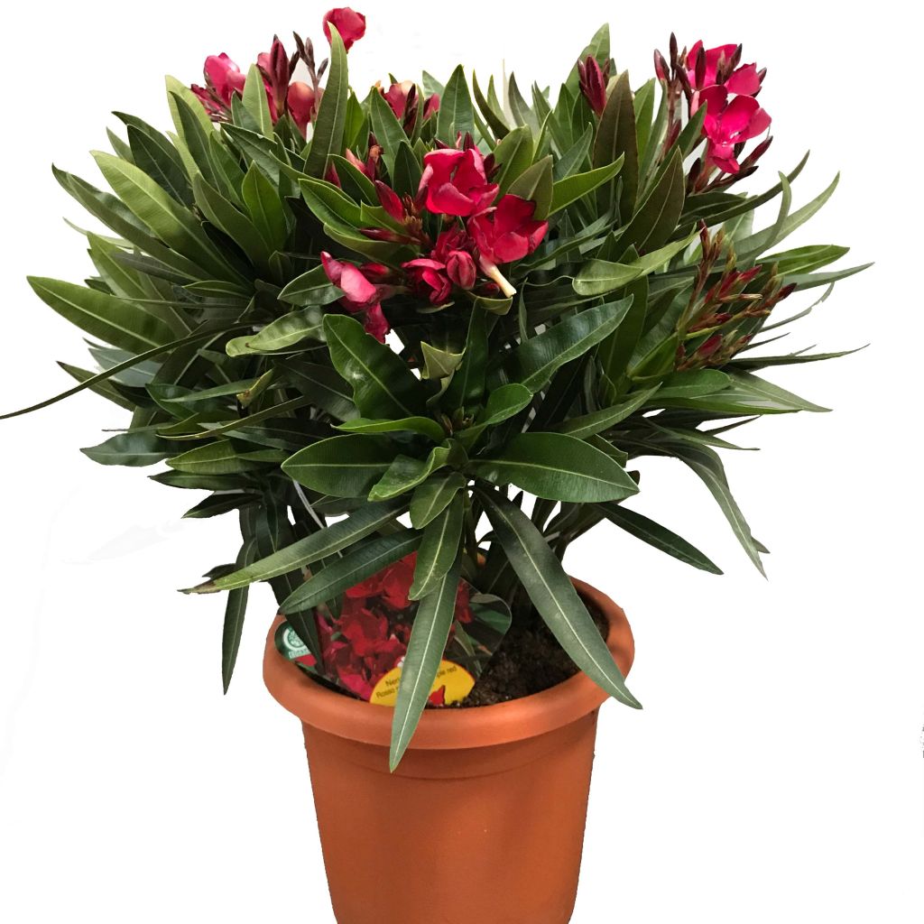 Nerium oleander Jannoch - Oleandro