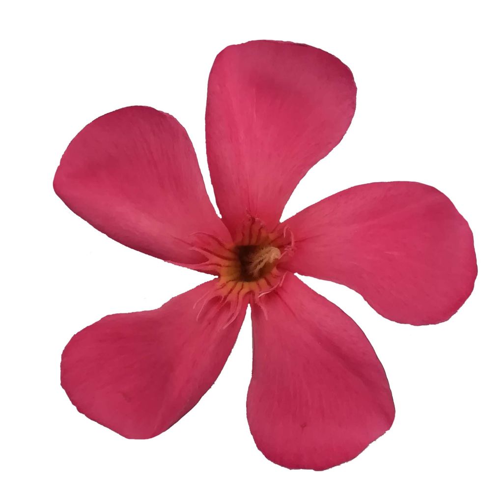 Nerium oleander Papa Gambetta - Oleandro