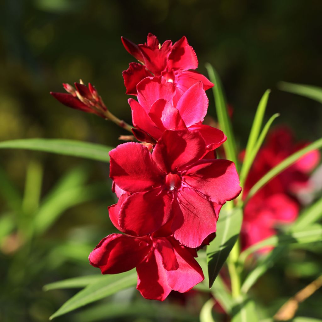Nerium oleander Scarlet Beauty - Oleandro
