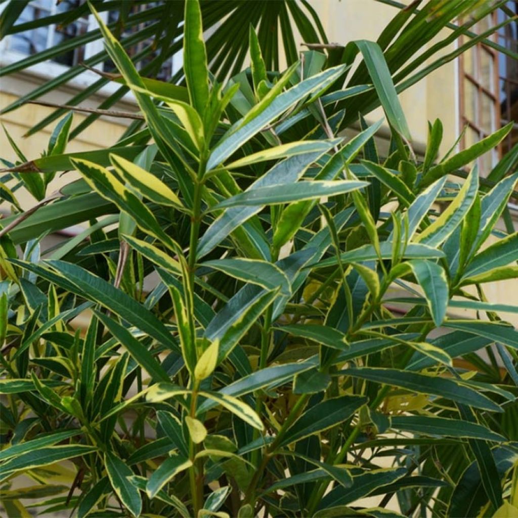 Nerium oleander Variegata - Oleandro