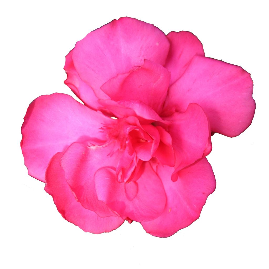 Nerium oleander Variegata - Oleandro