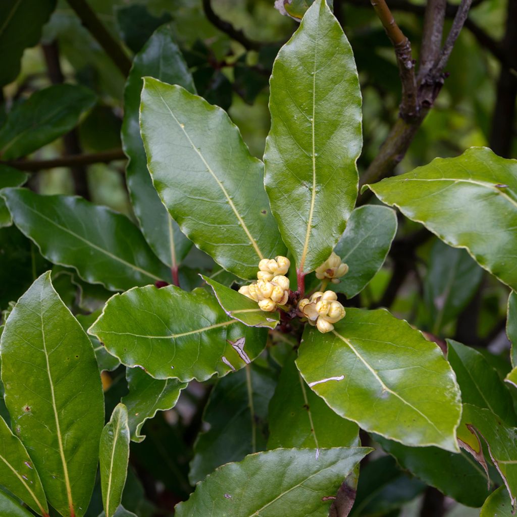 Laurus nobilis De Jerusalem - Alloro