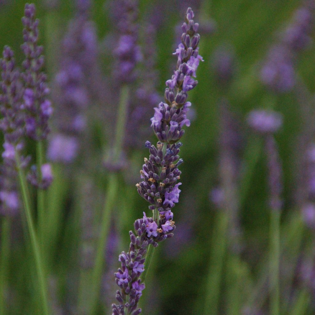 Lavandula intermedia Phenomenal 'Niko - Lavandino
