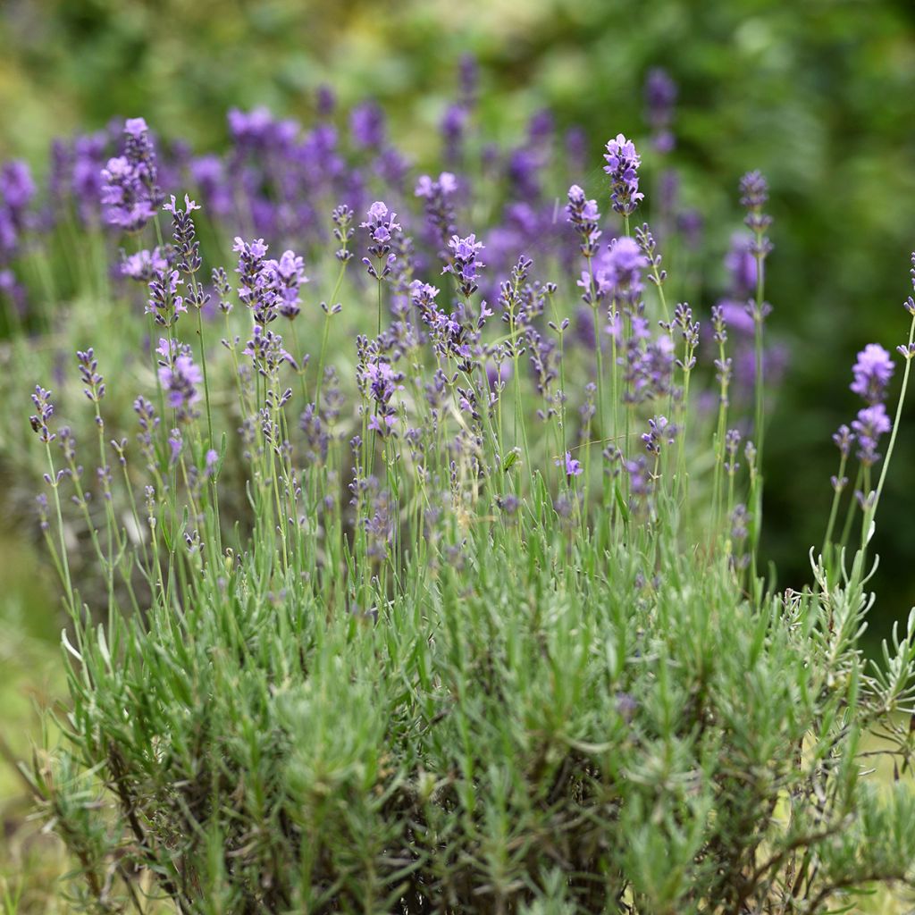 Lavandula officinalis - Lavanda
