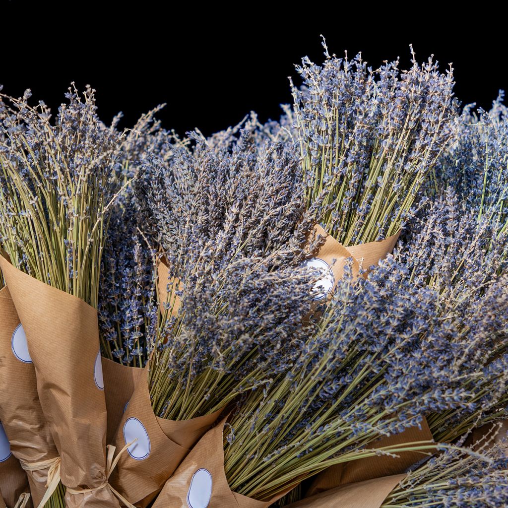 Lavandula officinalis - Lavanda