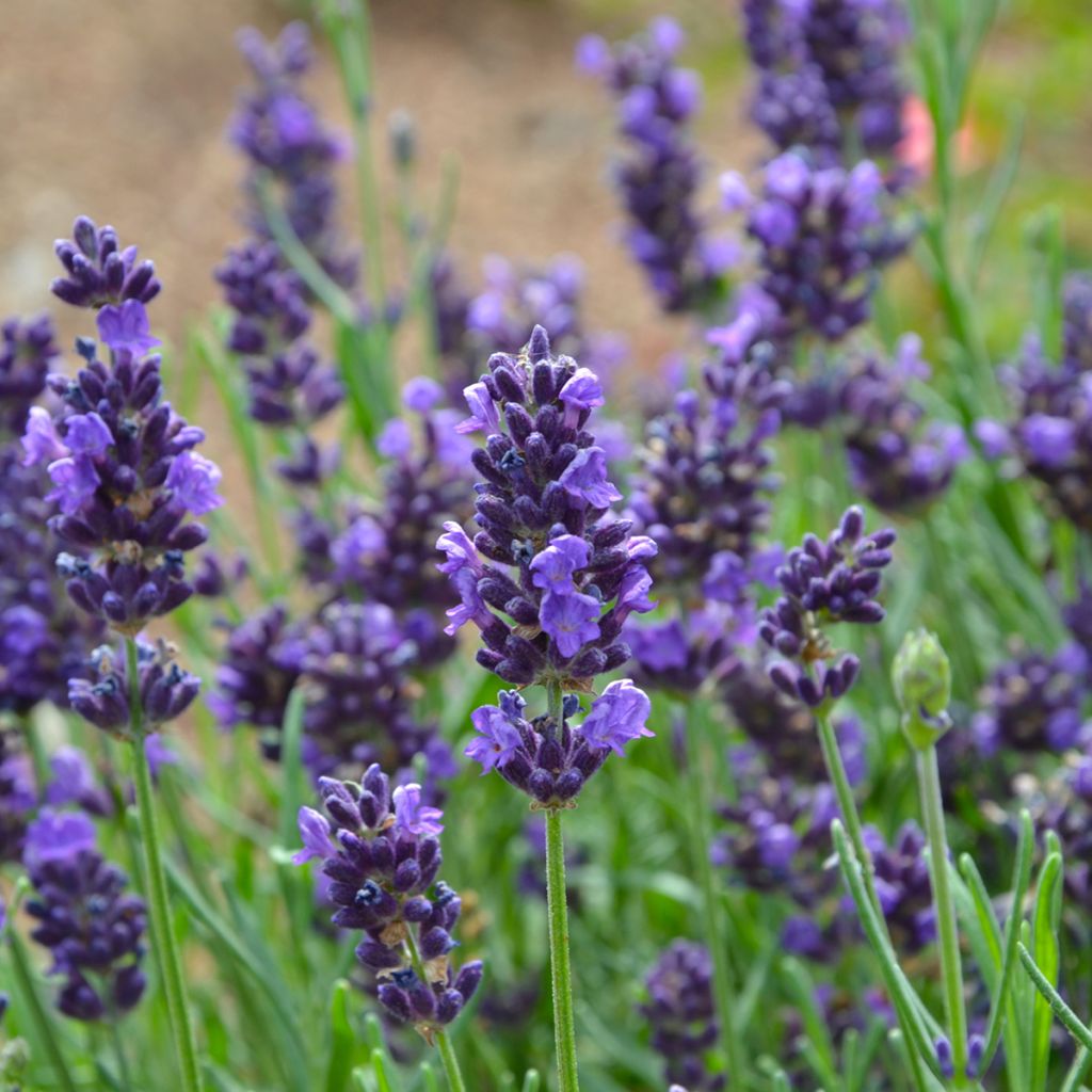 Lavandula officinalis - Lavanda