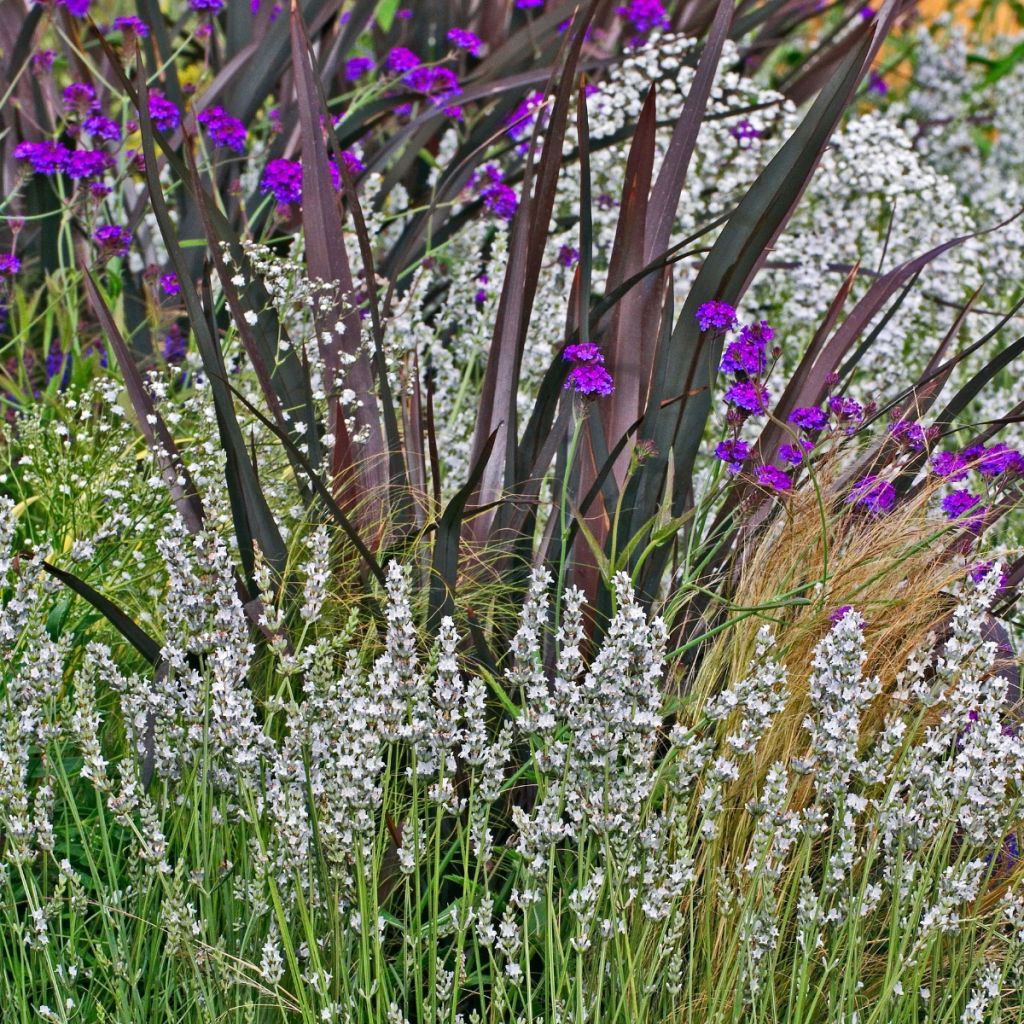 Lavandula angustifolia Alba - Lavanda vera