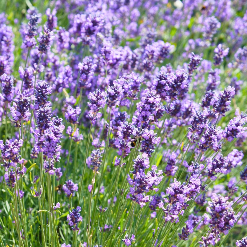 Lavandula angustifolia Hidcote - Lavanda vera