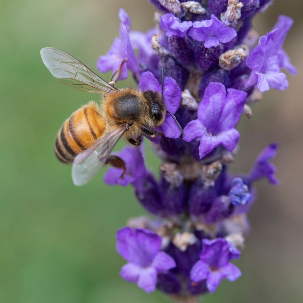 Lavandula angustifolia Hidcote - Lavanda vera