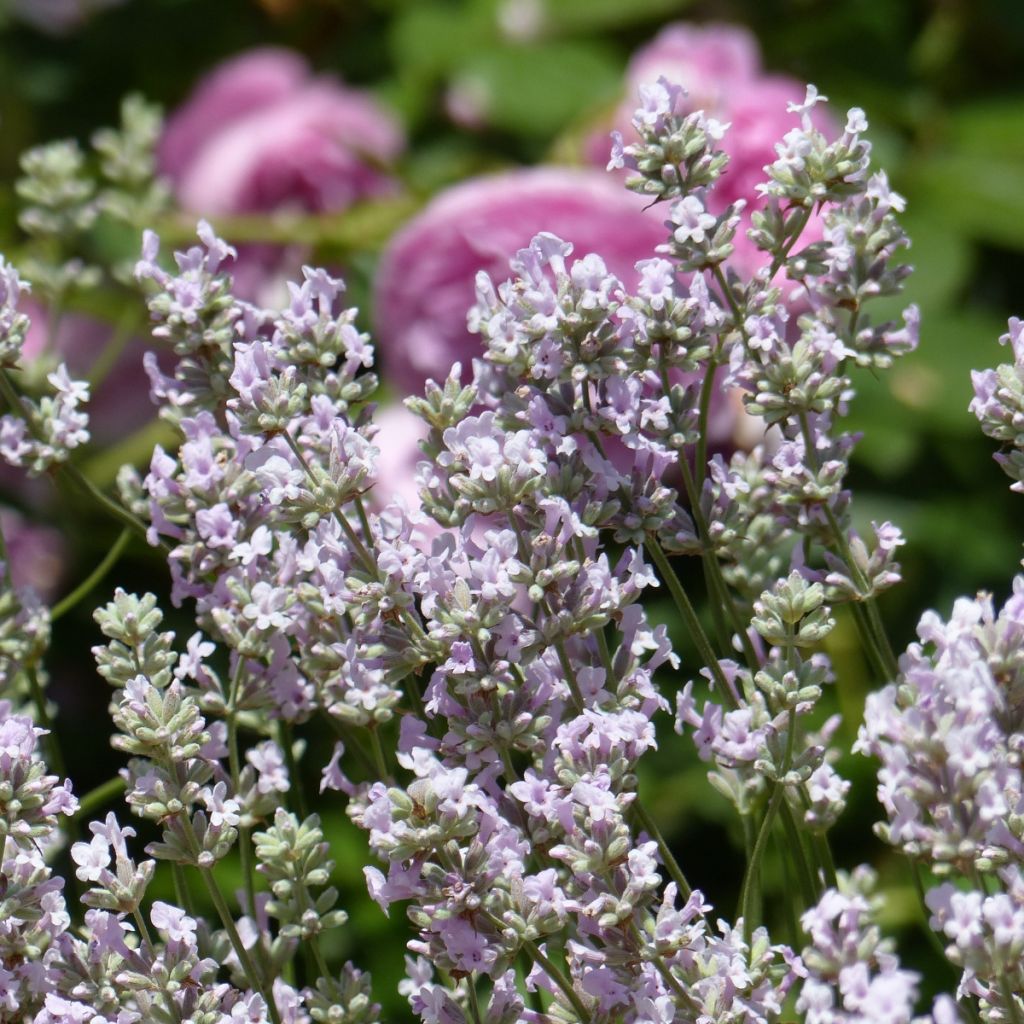 Lavandula angustifolia Rosea - Lavanda vera