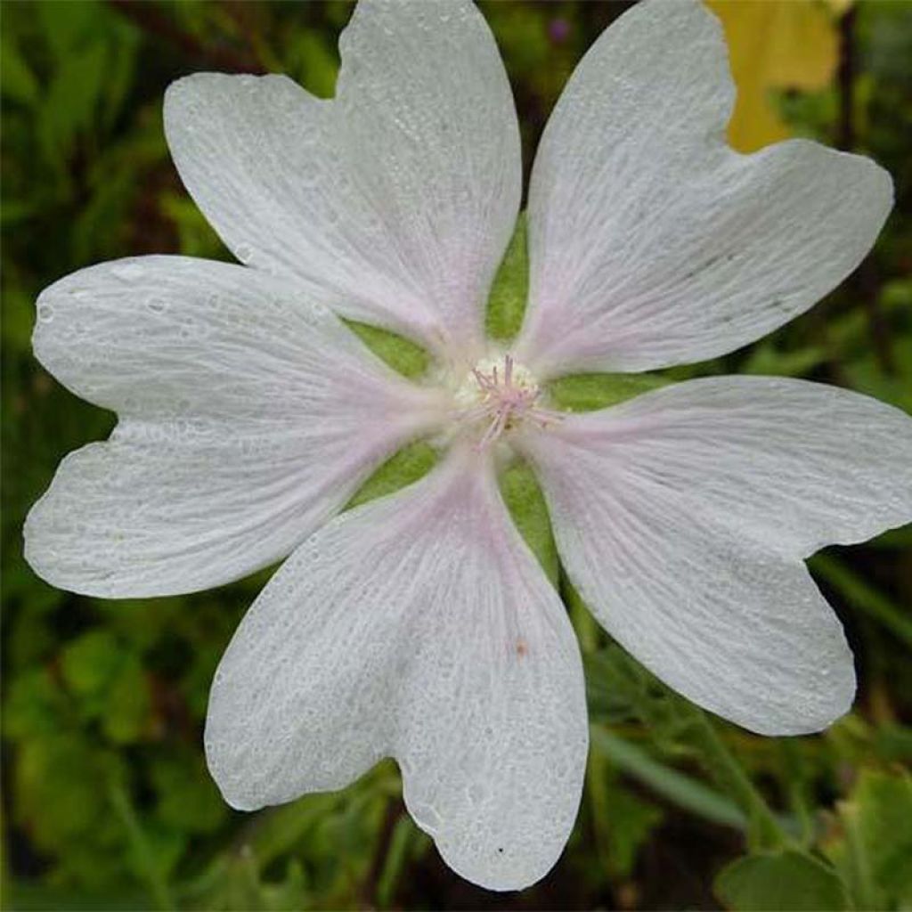 Lavatera White Angel