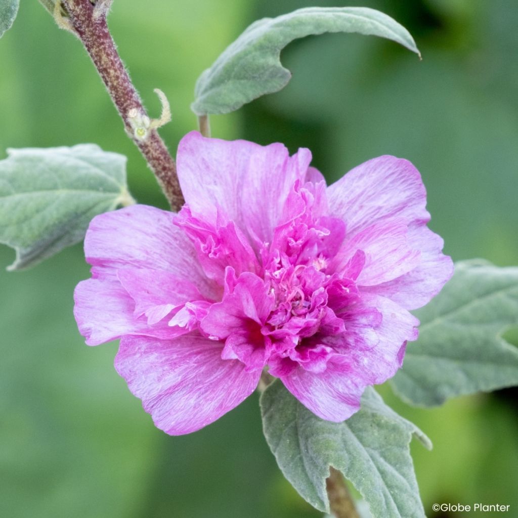 Lavatera Princess Pink