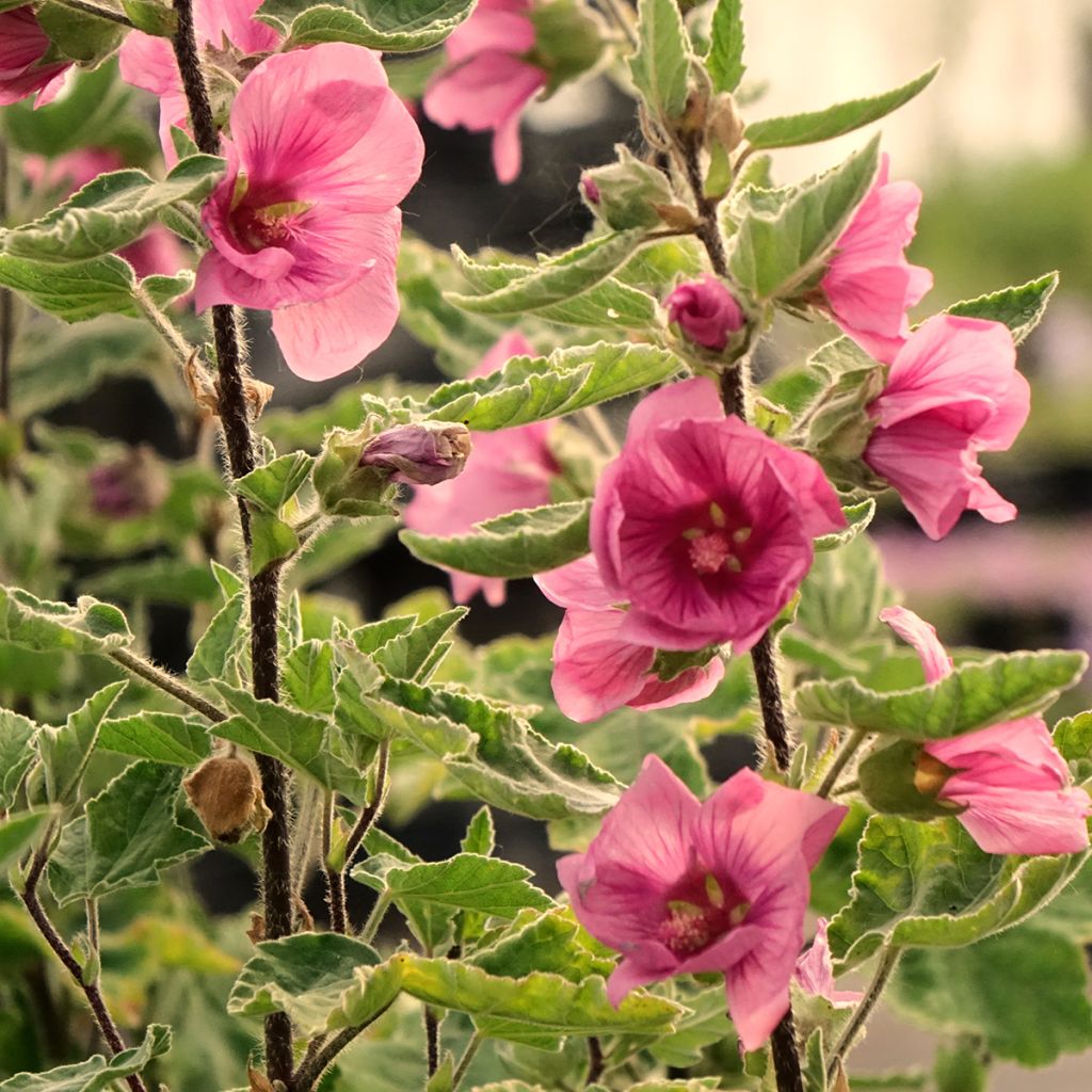 Lavatera thuringiaca Bredon Springs