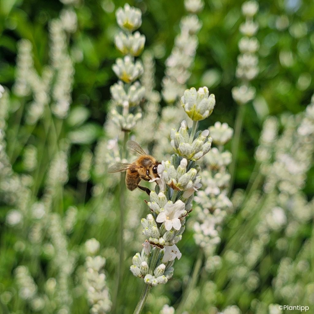Lavandula intermedia Exceptional - Lavandino