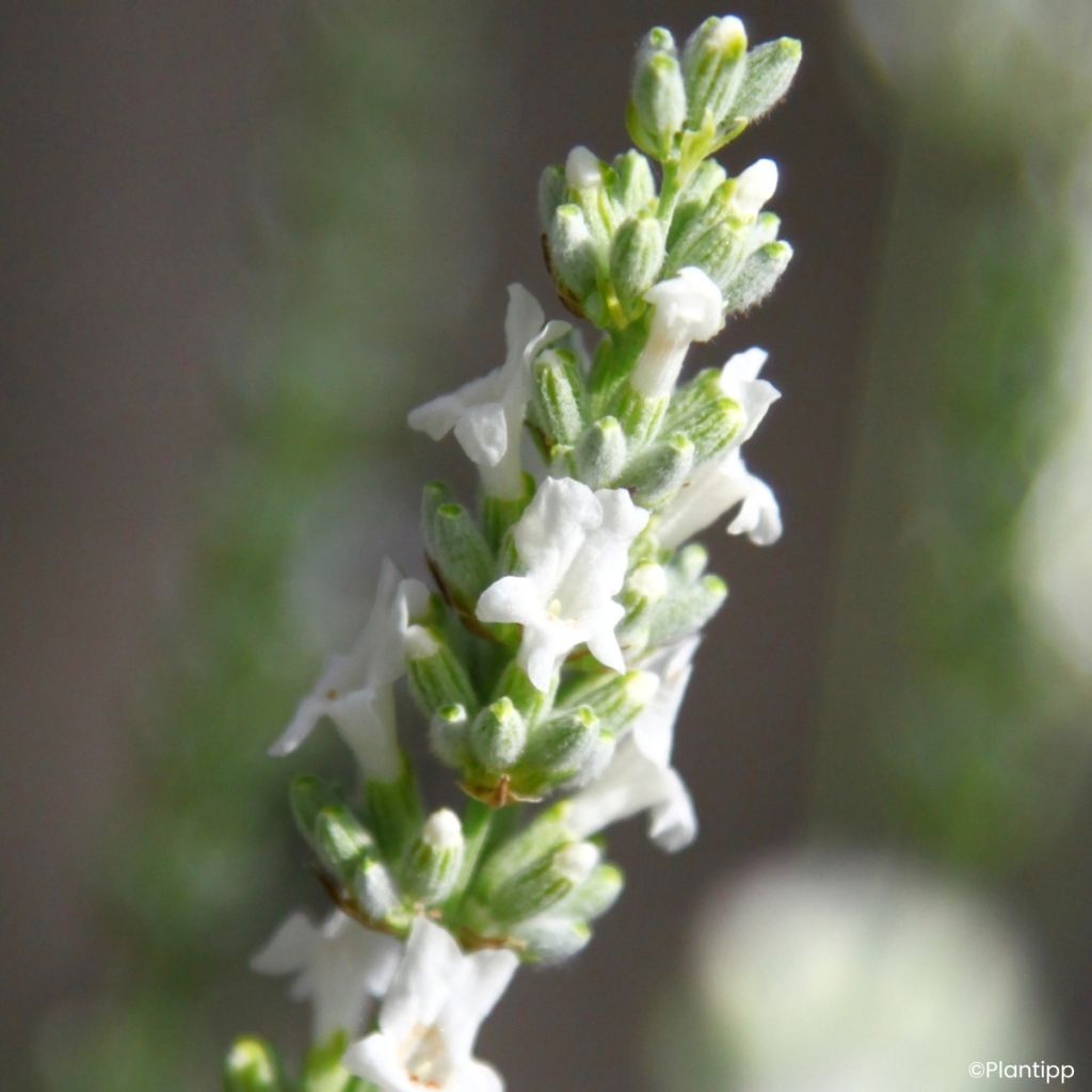 Lavandula intermedia Exceptional - Lavandino