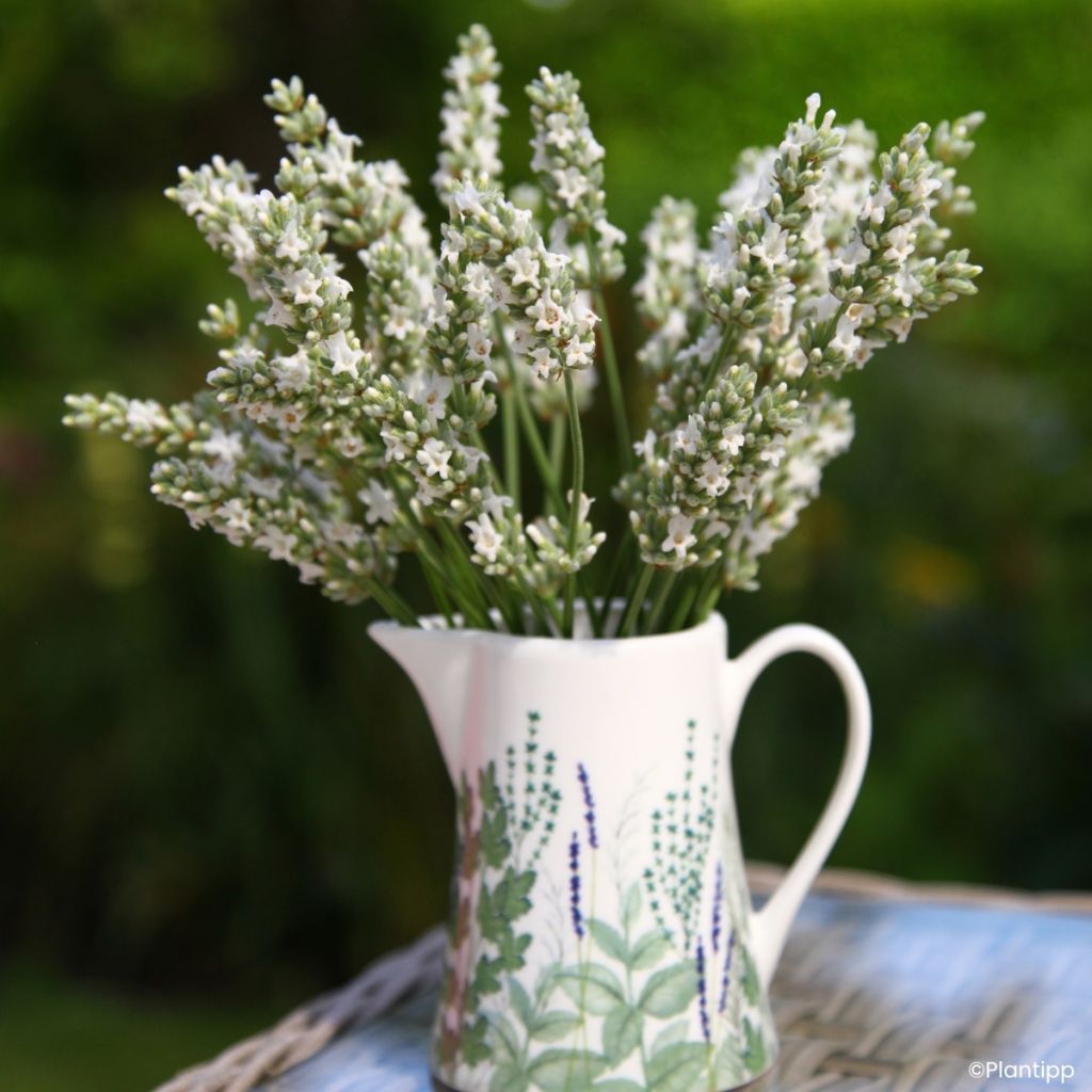 Lavandula intermedia Exceptional - Lavandino