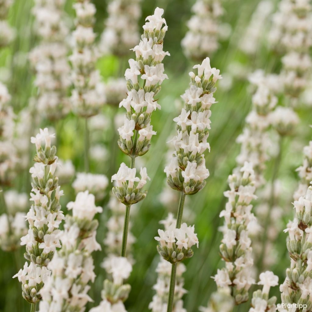 Lavandula intermedia Exceptional - Lavandino