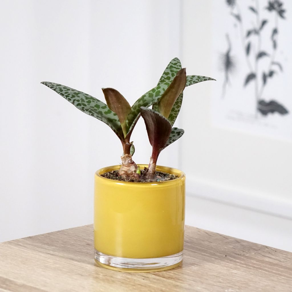 Ledebouria socialis - Scilla violacea