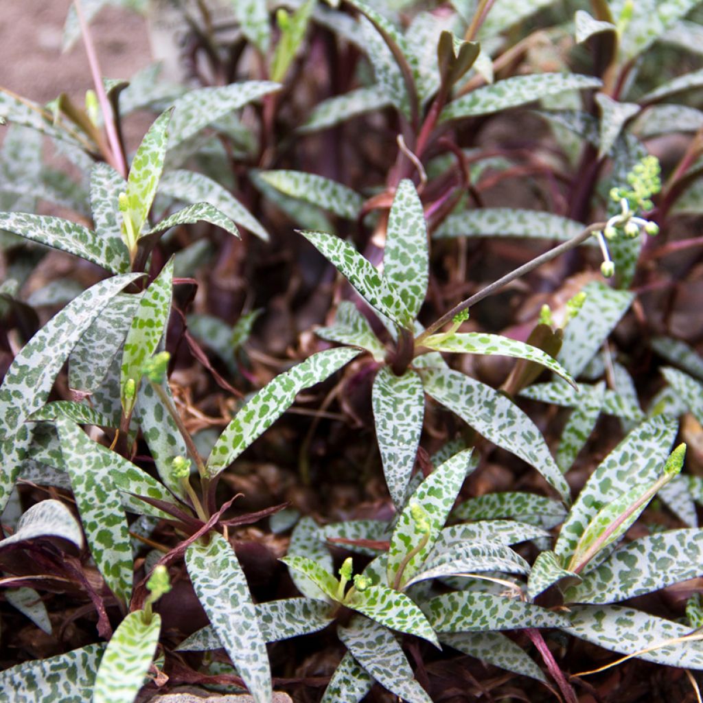 Ledebouria socialis - Scilla violacea